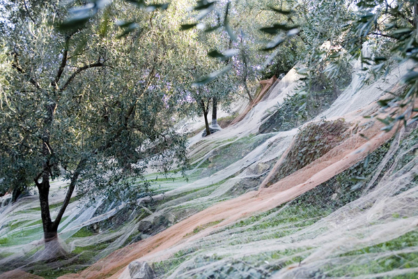 Olive tree trading analysis system